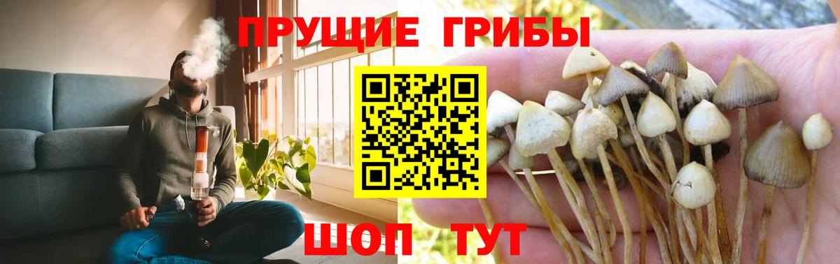 Волгоград  Псилоцибиновые грибы GOLDEN TEACHER  Вход с VPN 